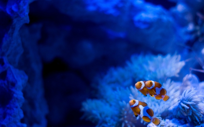 sea fish deep blue sea underwater 1280x800 wallpaper – Animals ...