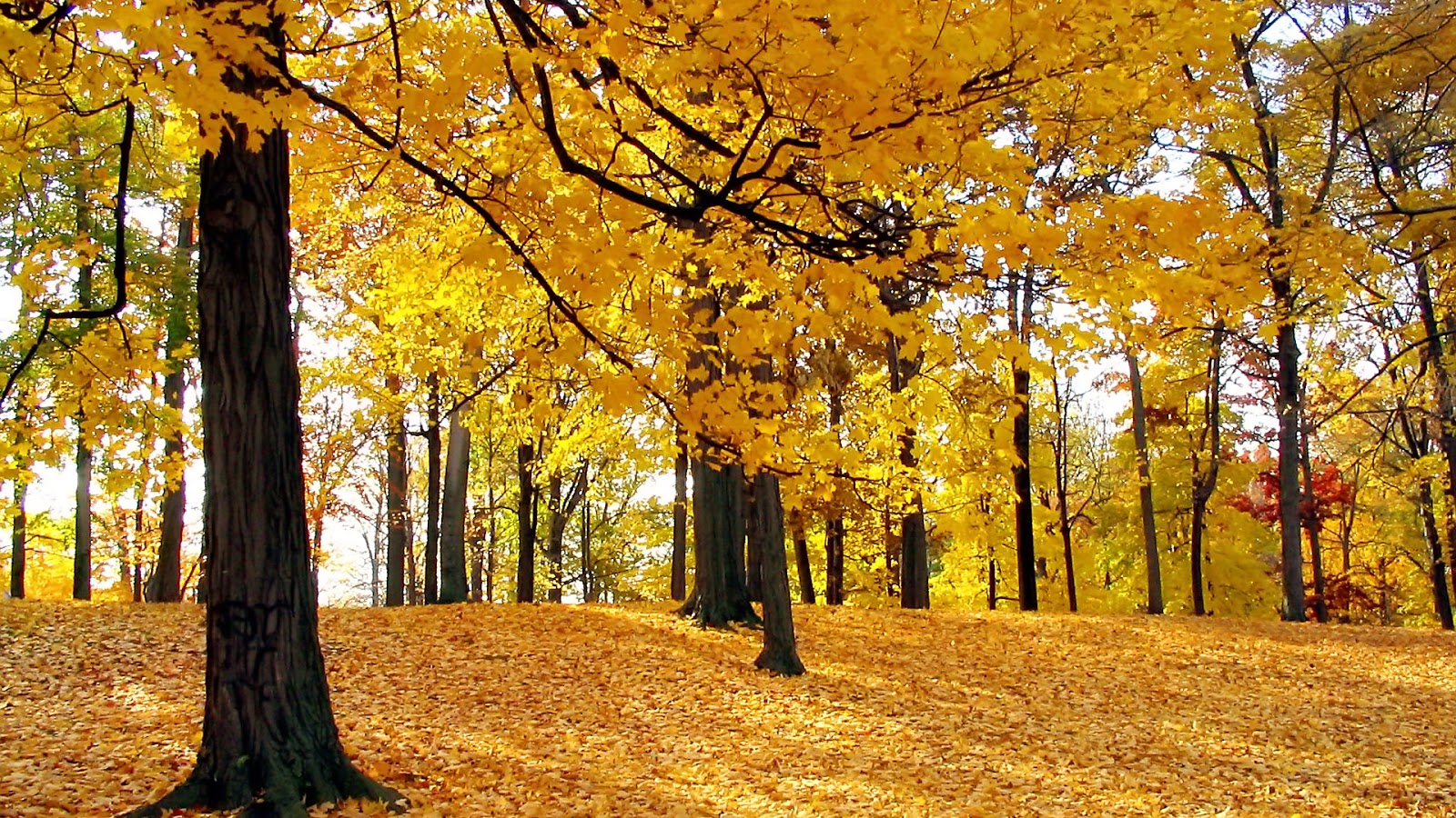 Autumn Graphics Picture: Autumn Desktop Backgrounds