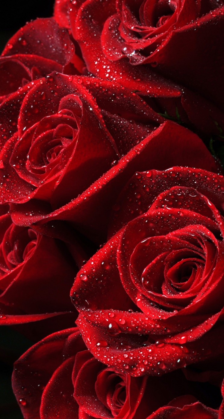 Download Red Roses HD wallpaper for iPhone 5 / 5s - HDwallpapers.net