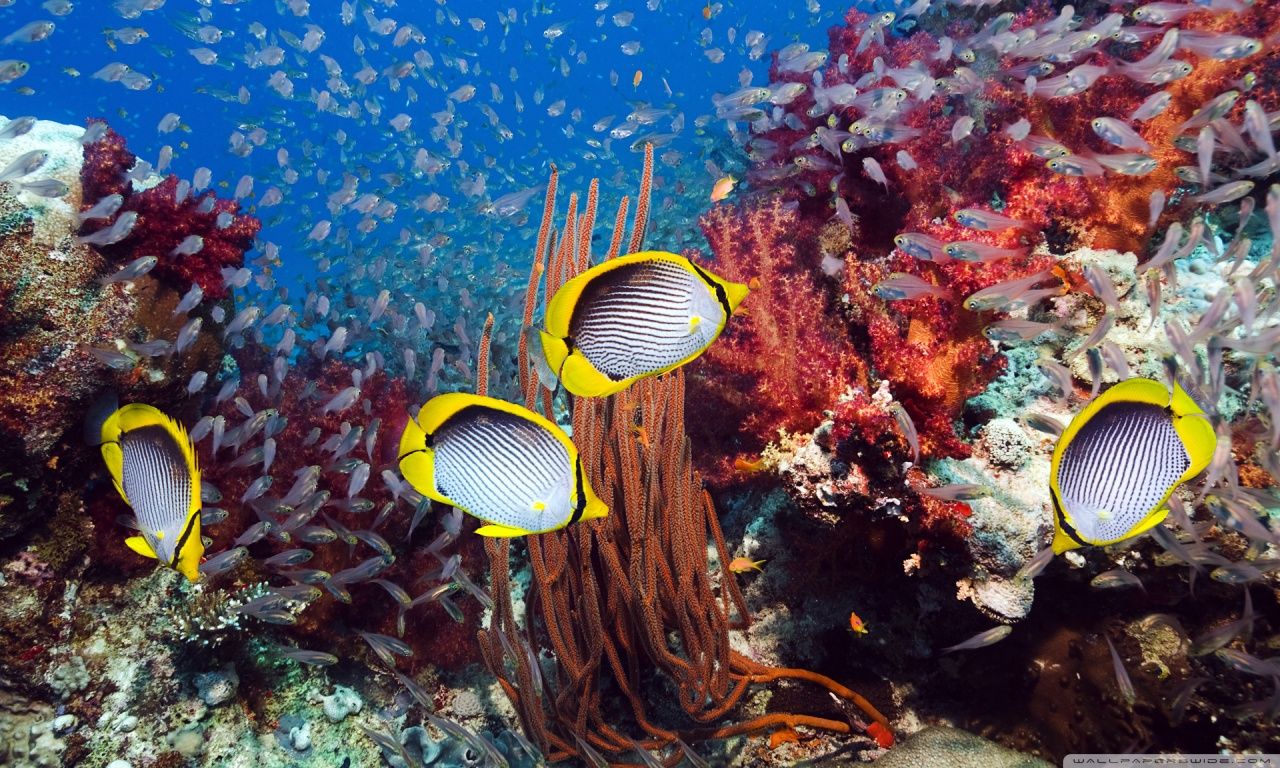 Coral Reef And Tropical Fish HD desktop wallpaper : High ...