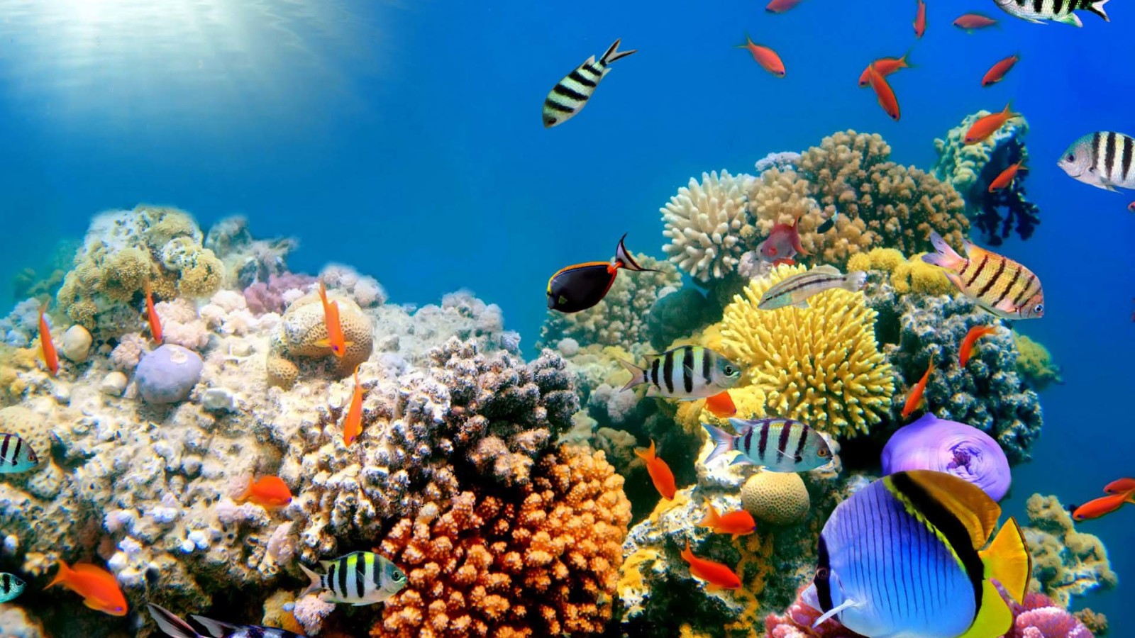 Coral Reef Wallpapers - thefreakypics.com | thefreakypics.com
