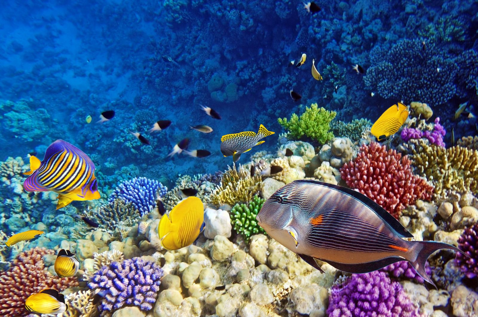 Coral Reefs For Wallpaper 10390 - Pacify Mind