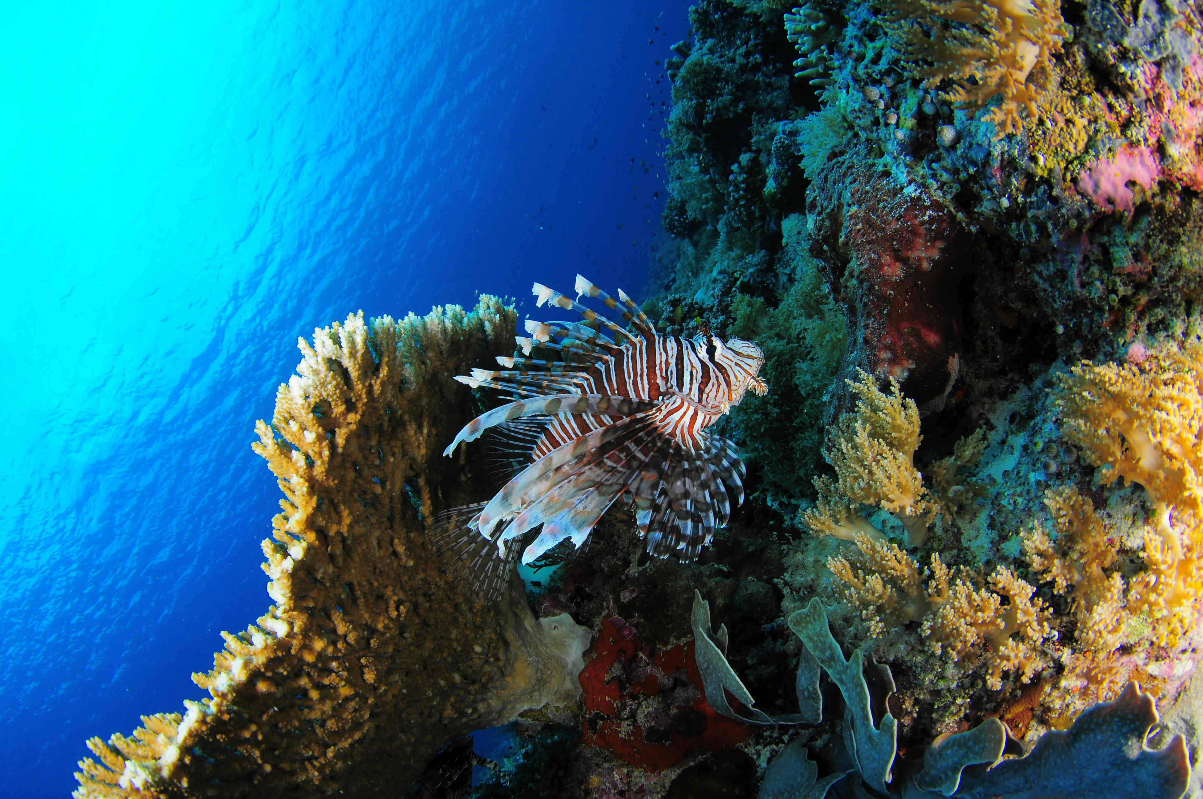 Lionfish Wallpapers - Wallpaper Cave