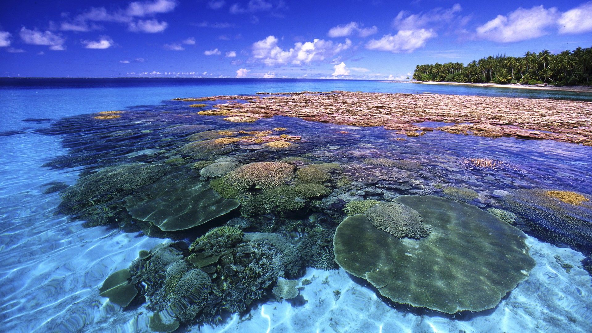 Coral Reef Wallpapers | Free HD Desktop Wallpapers - Widescreen Images