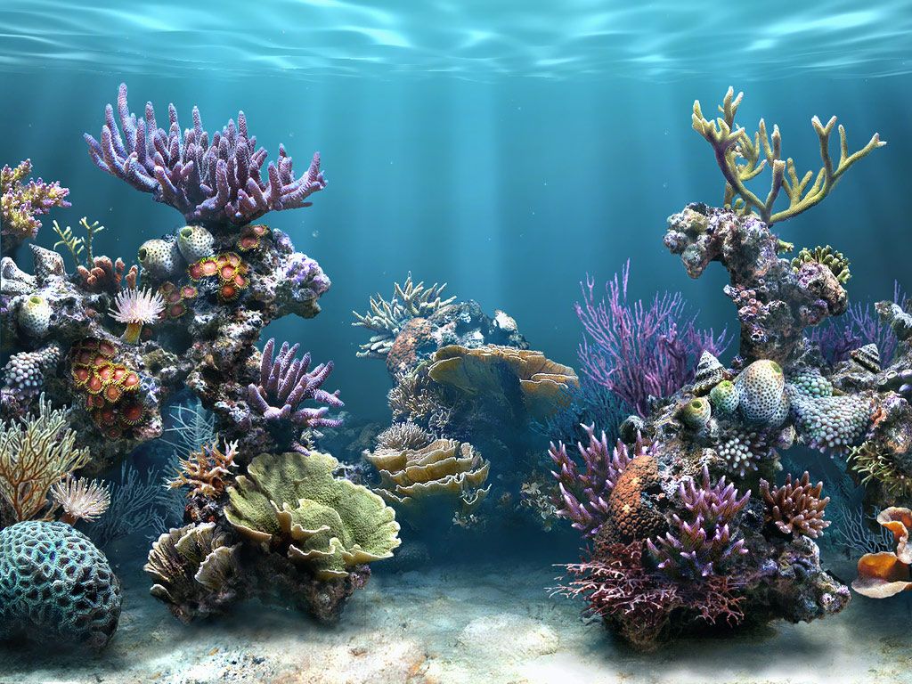 Nature : Coral Reef Wallpaper 150×150 Beautiful Coral Reef HD ...