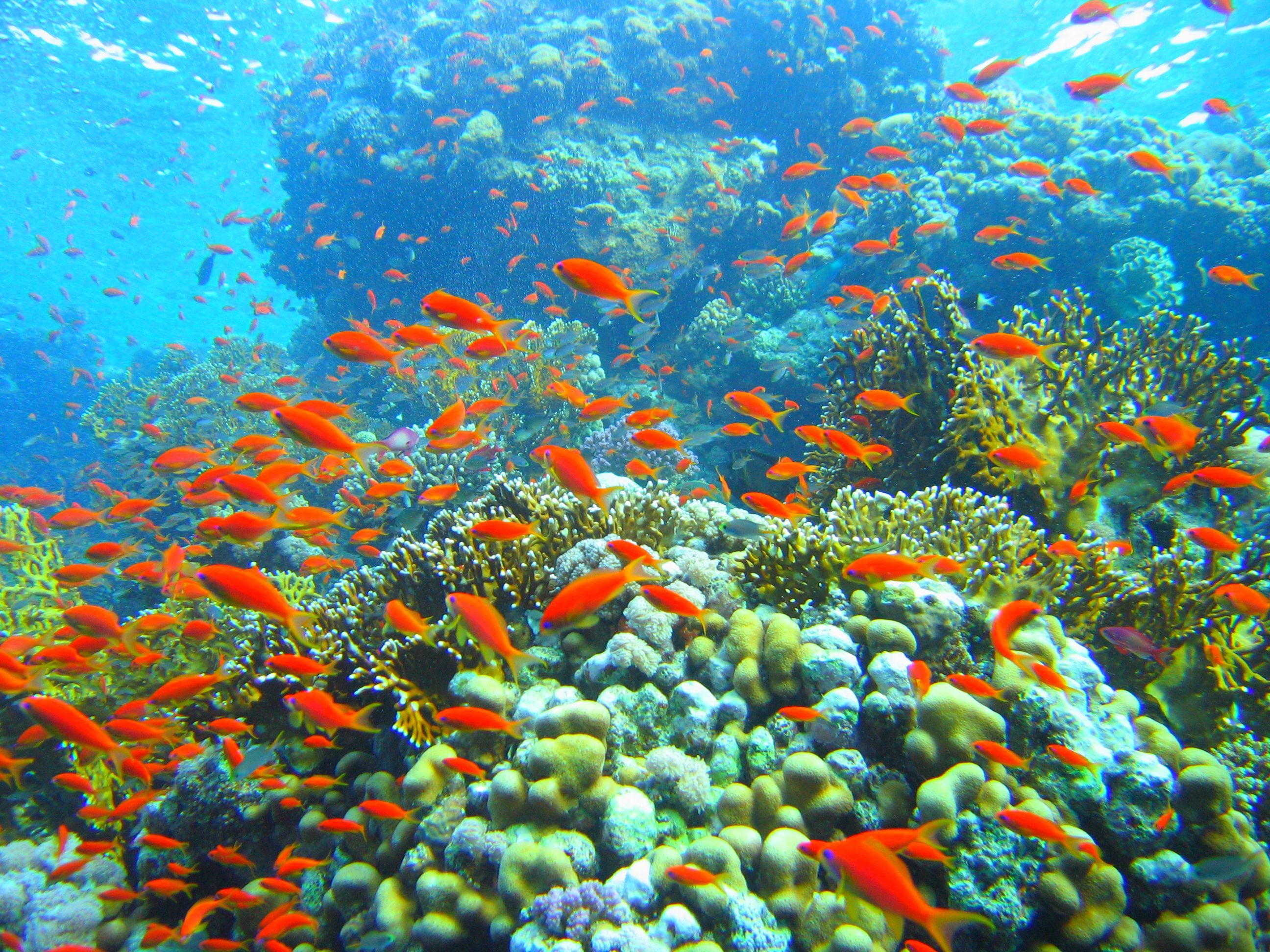 Coral Reef Wallpapers | Free HD Desktop Wallpapers - Widescreen Images