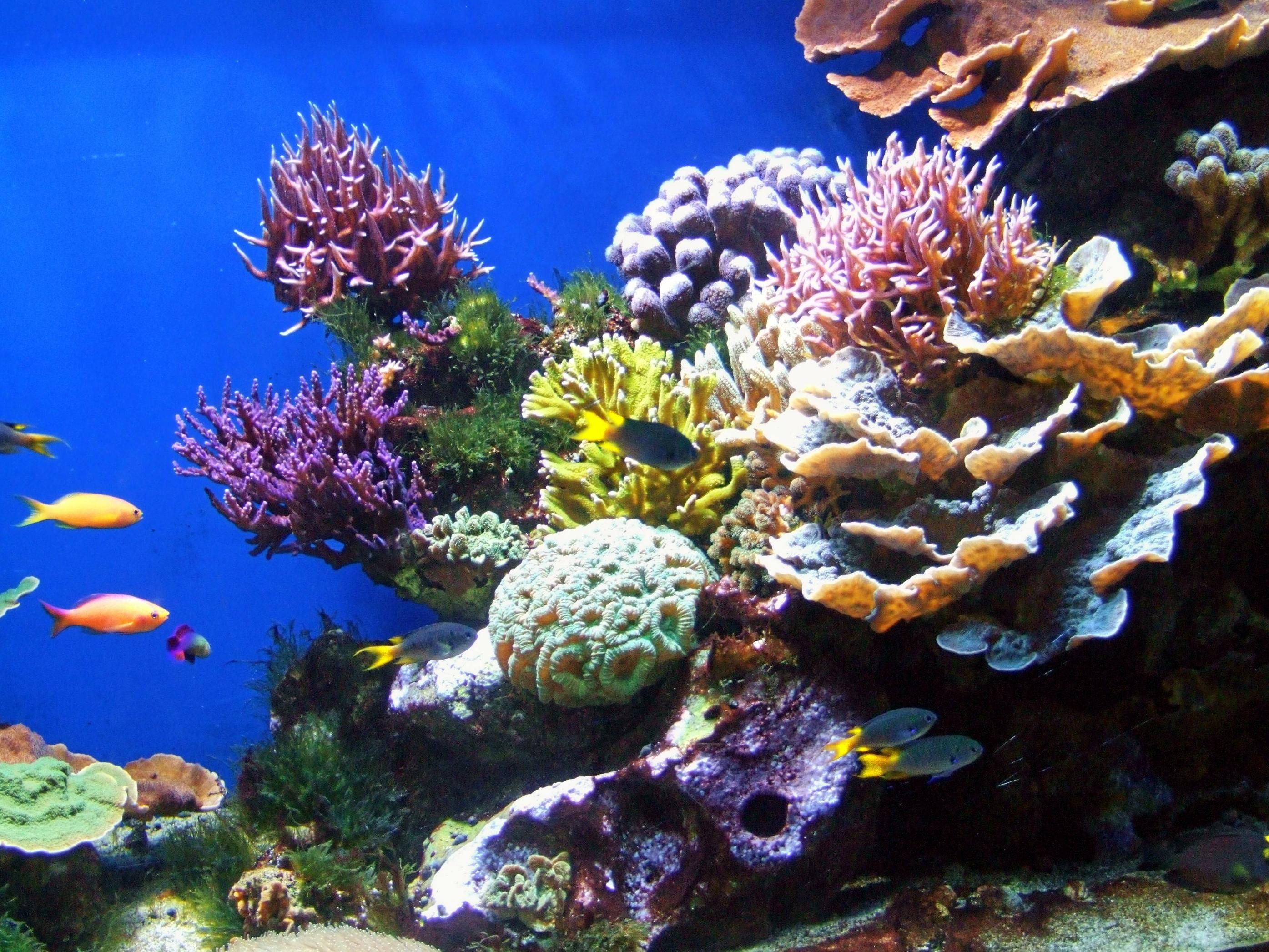579304-coral-reefs.jpg