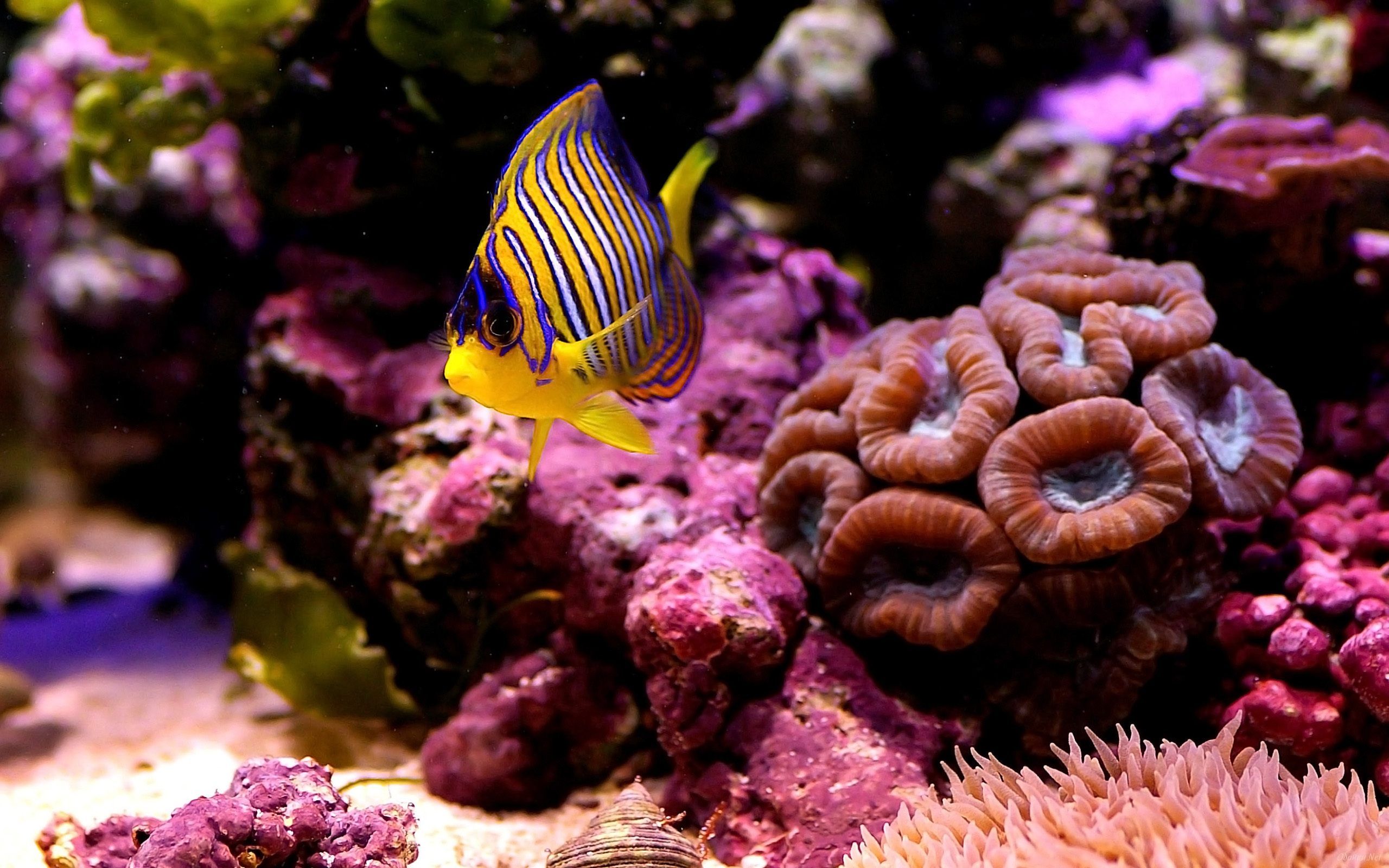 Coral Reef Marine Life HD Wallpaper Download High Quality