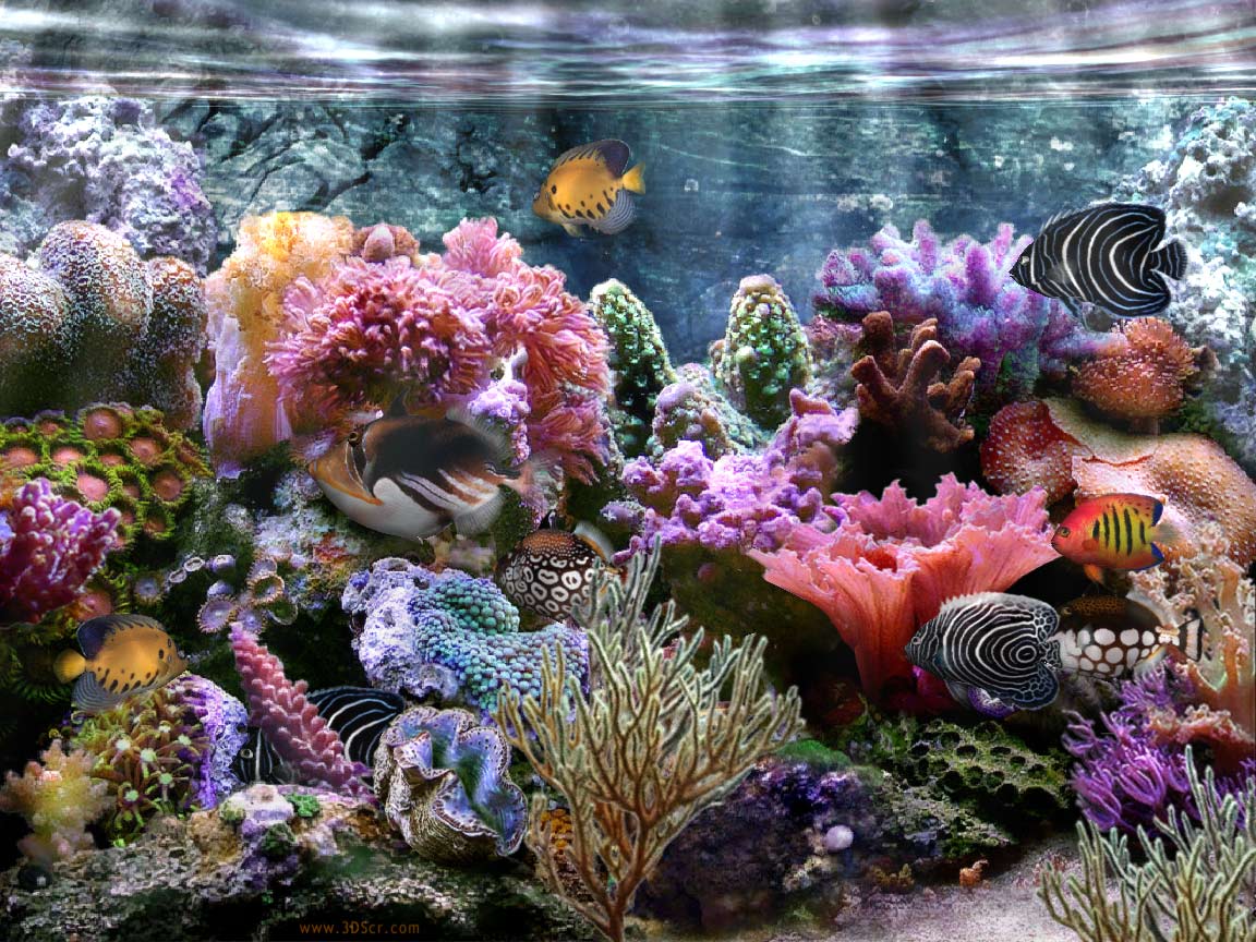 Coral Reef Wallpaper Widescreen - HD Wallpapers