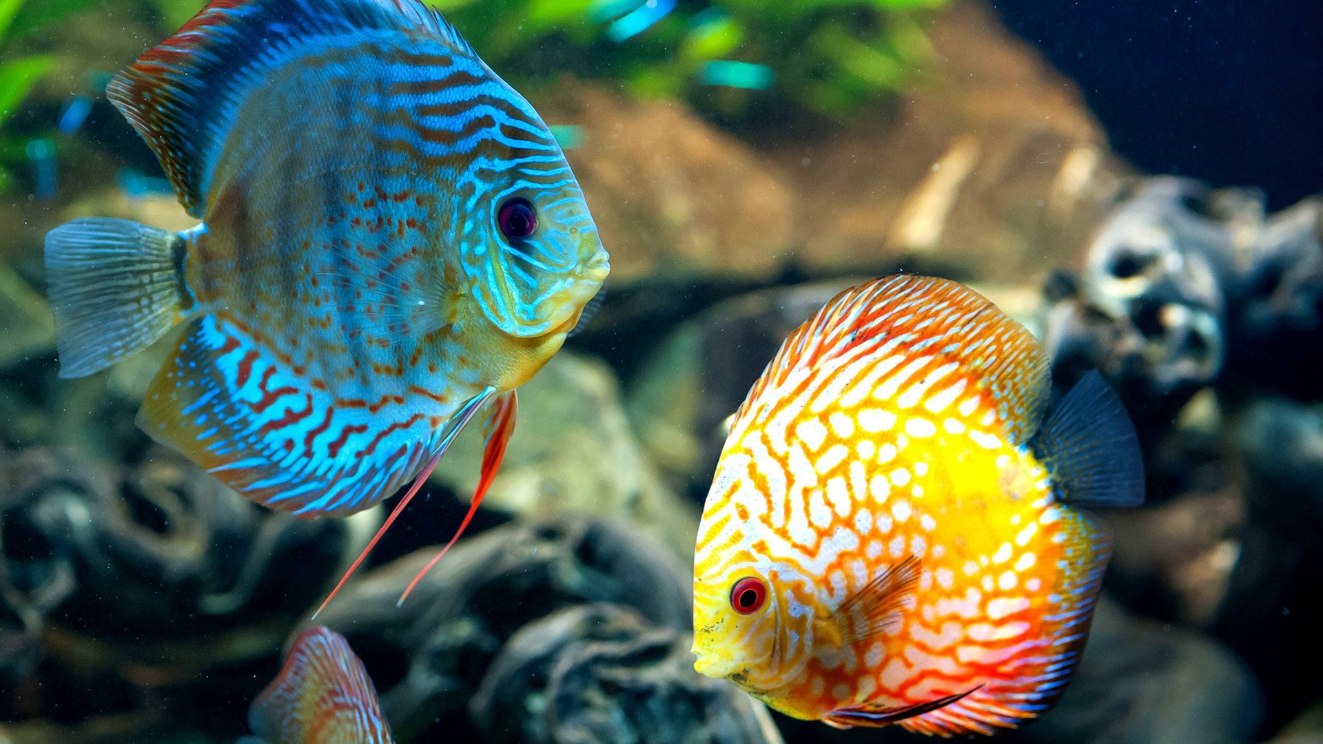 Coral Reef Fish wallpapers – Free full hd wallpapers for 1080p ...