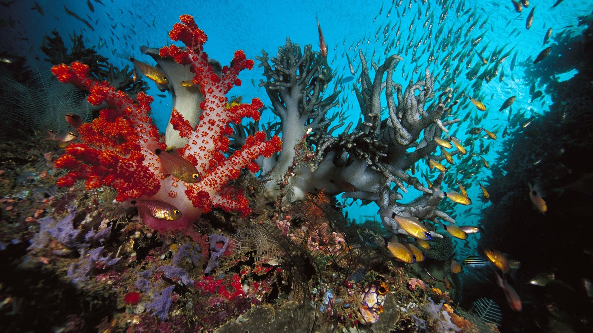 Wallpapers Reef Fish Hd Widescreen Bahamas 1920x1080 | #627915 #reef