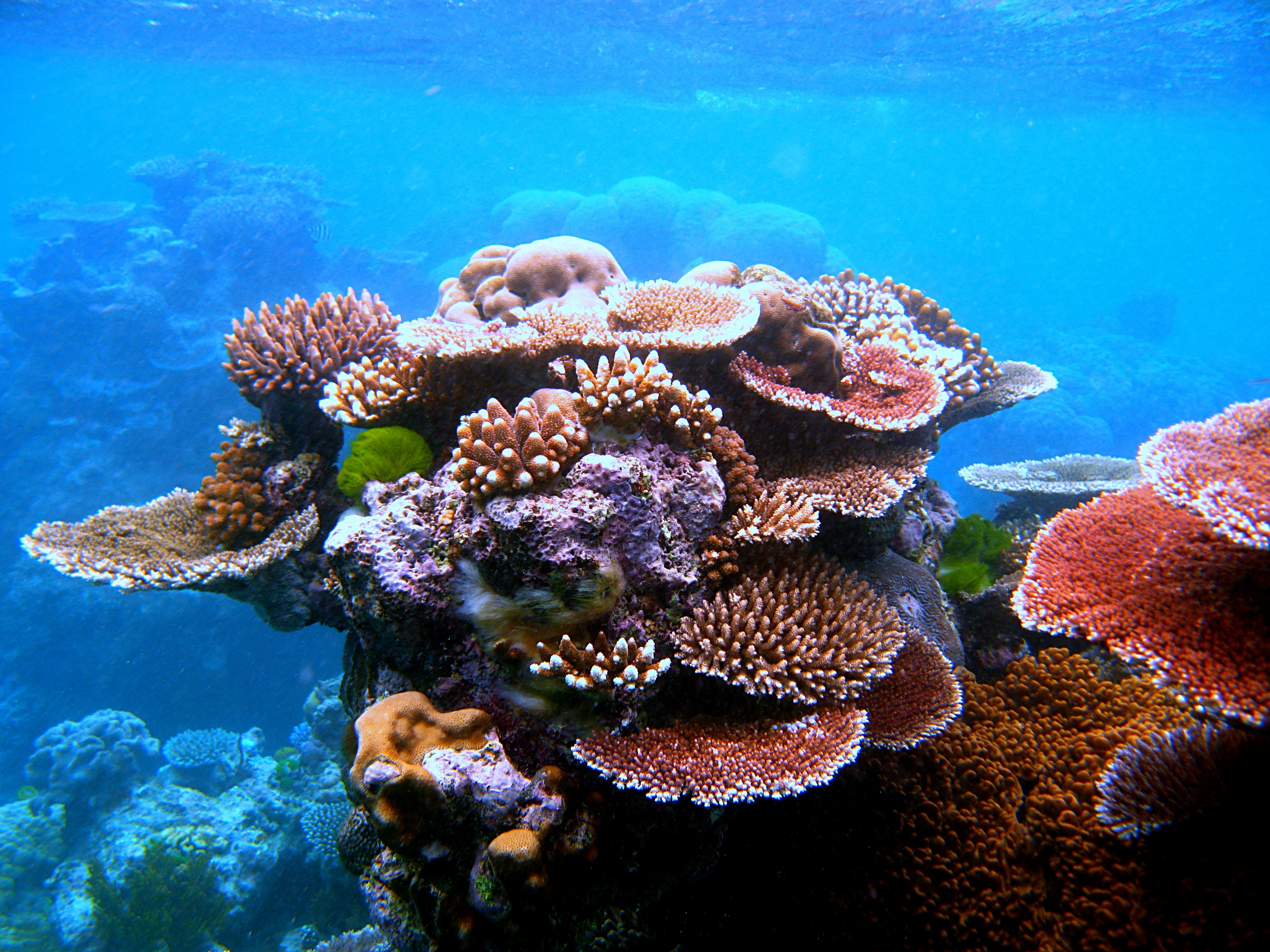 Coral Outcrop Flynn Reef HD Wallpaper | Nature Wallpapers