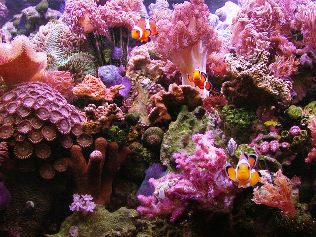 Coral Reefs 1024x768px #579280