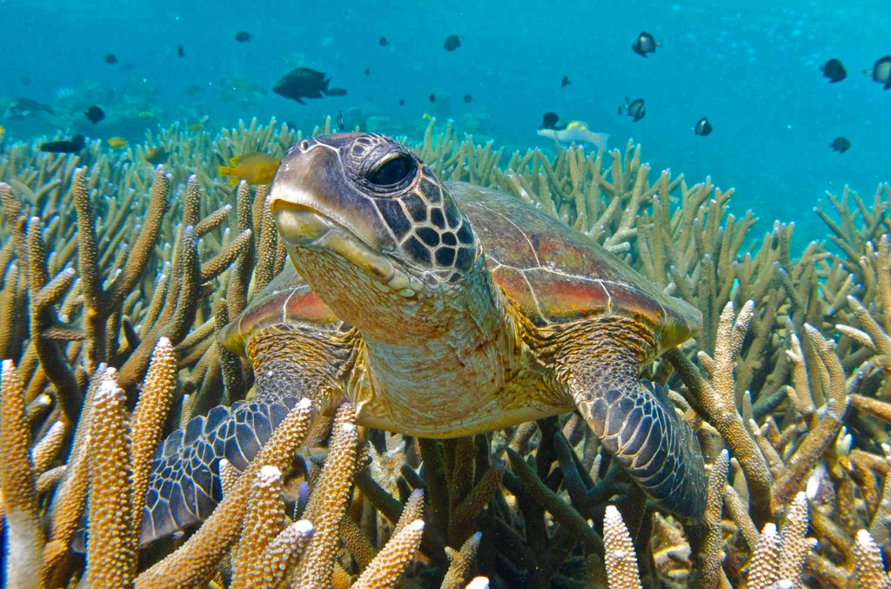 Turtle on coral reef - (#149393) - High Quality and Resolution ...