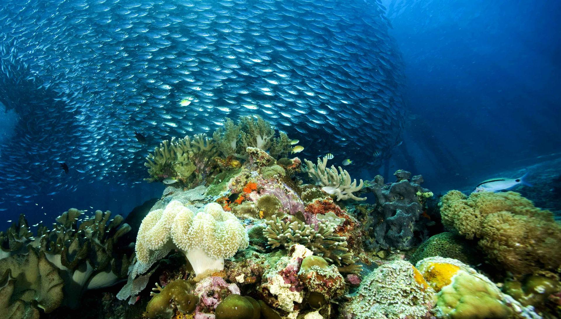 Underwater Ocean Sea Nature Coral Reef Tropical School Image ...