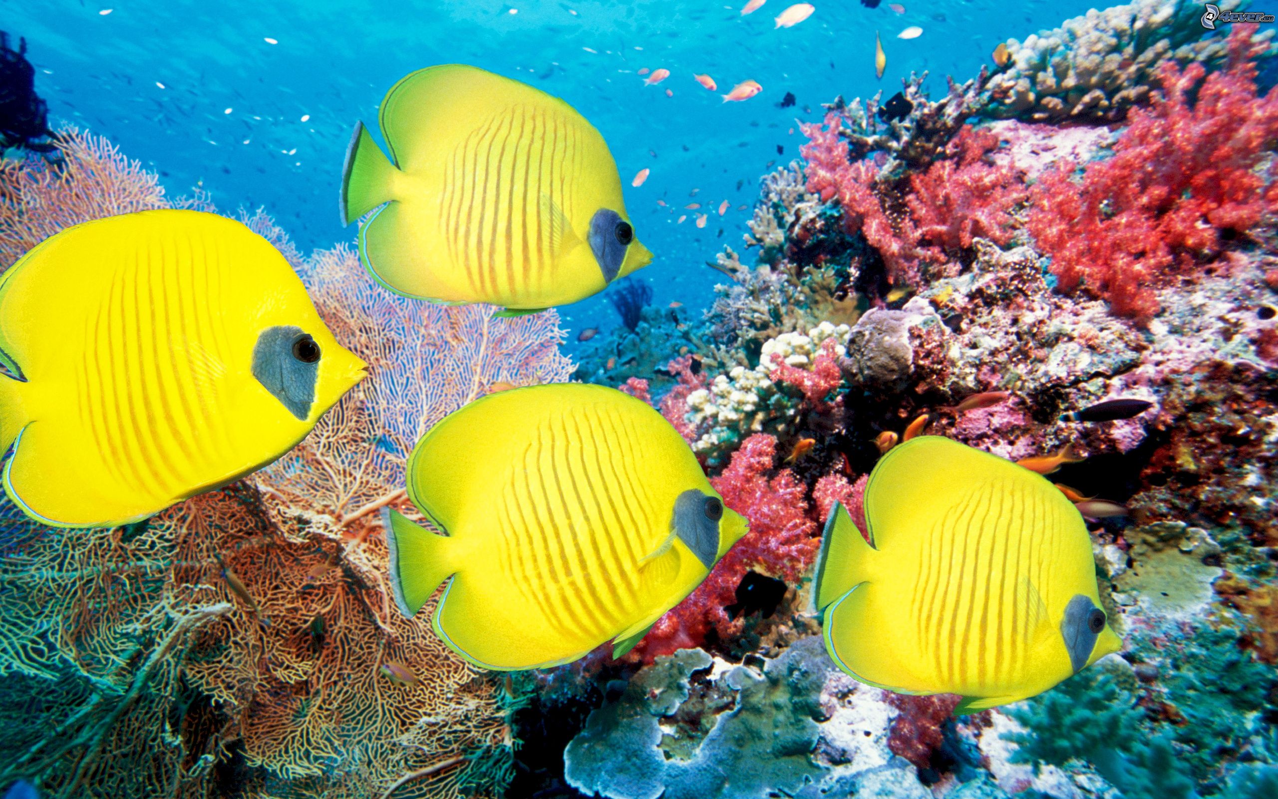 Coral Reef Fish Free Download Image id: 2484 - 7HDWallpapers