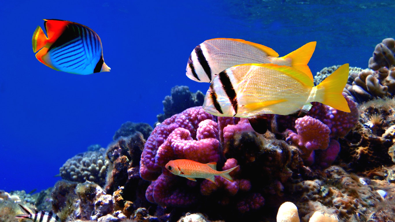 Coral Reef Fish wallpapers – Free full hd wallpapers for 1080p ...