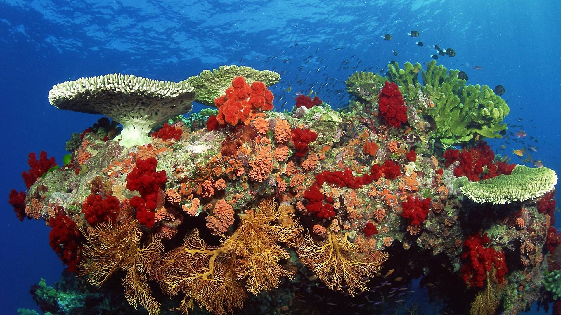 wapelper.com | Underwater Coral Reef 02