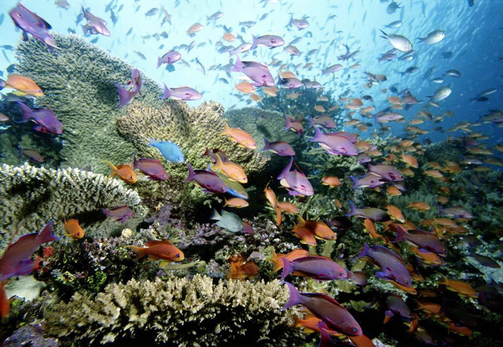 Fish: School Fish Ocean Coral Reef Wallpaper Wide for HD 16:9 High ...