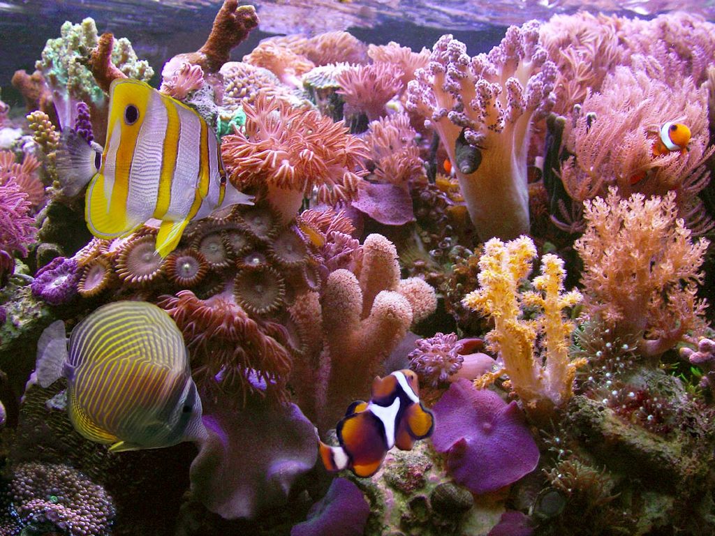 Coral Reef Wallpaper Nature