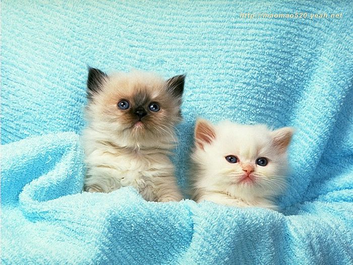 Super Cute Little Kittens Wallpaper 143 - Wallcoo.net