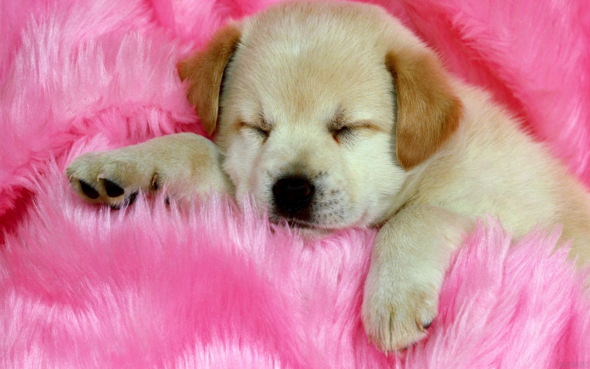Super Cute Baby Puppies Sleeping - wallpaper.
