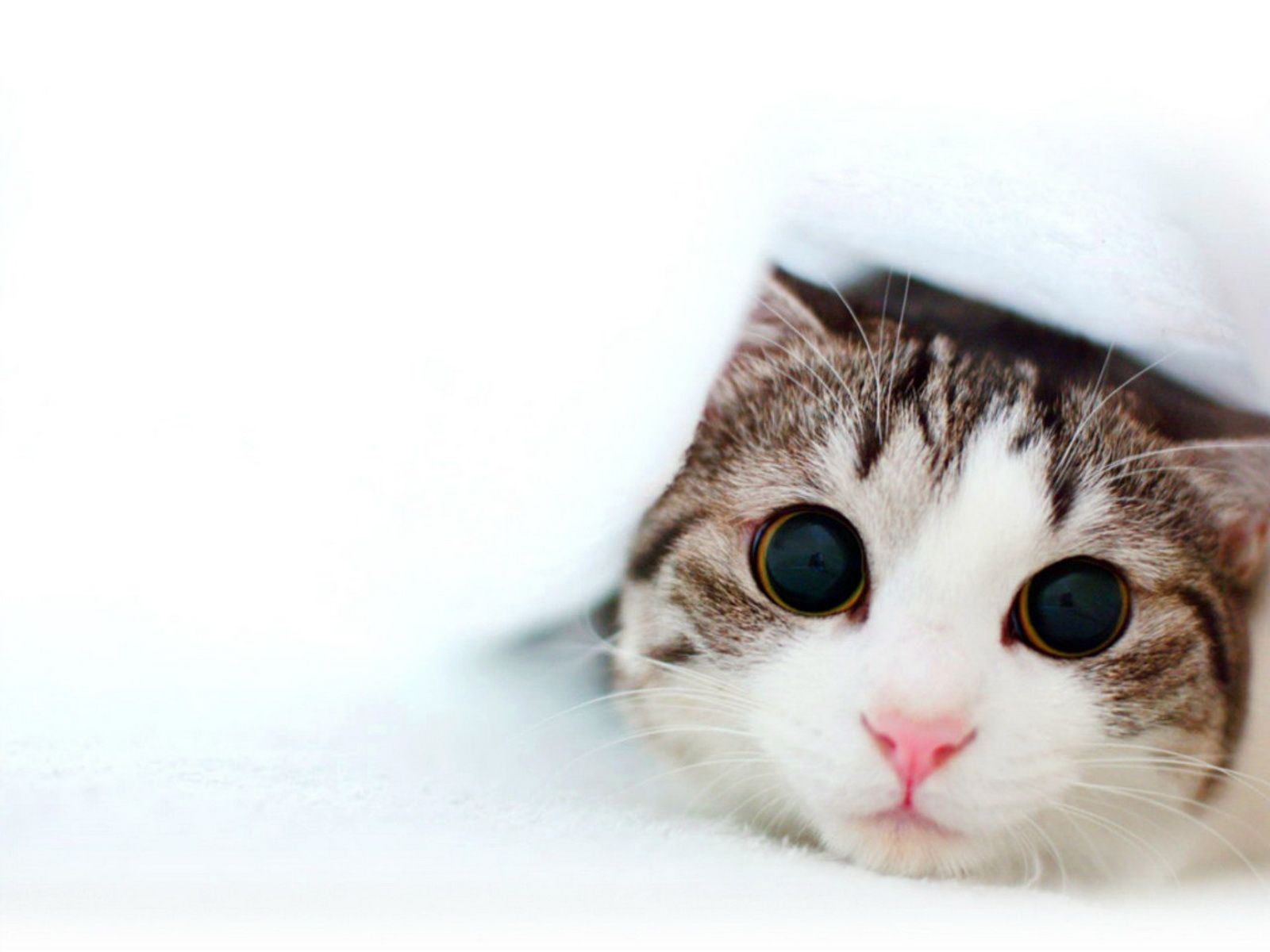 Cute Baby Kittens wallpaper | 1600x1200 | #45944