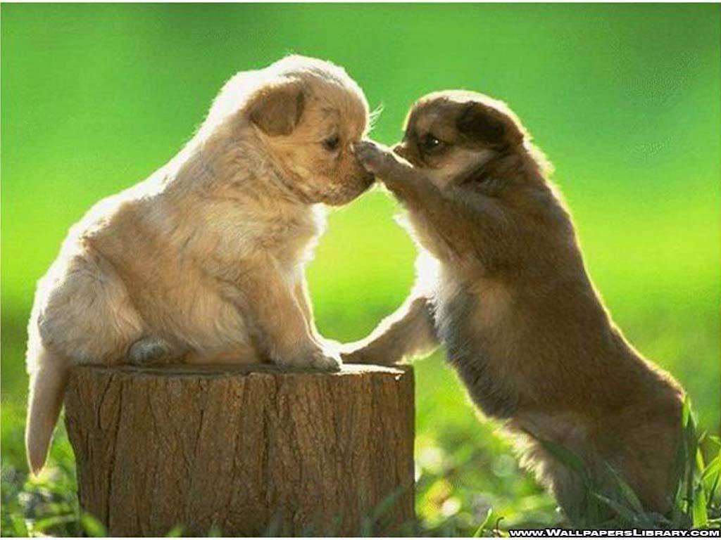 Super Cute Puppy Pictures - Desktop Backgrounds