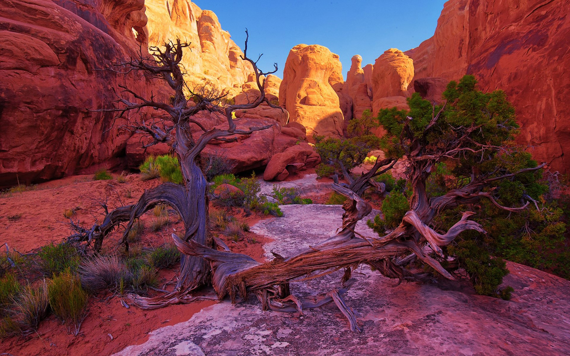 Wallpaper tree, USA, Utah, canyon, Arches National Park, Fiery ...