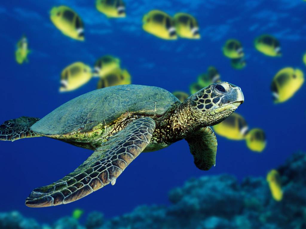 Sea Turtle Backgrounds
