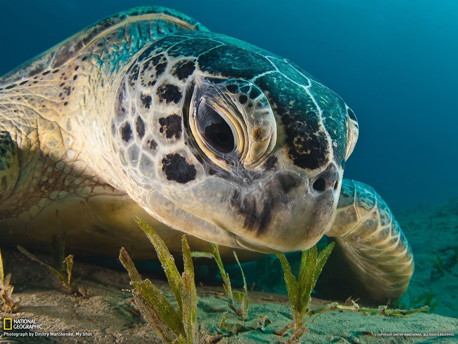 Green Sea Turtle Picture Underwater Wallpaper National
