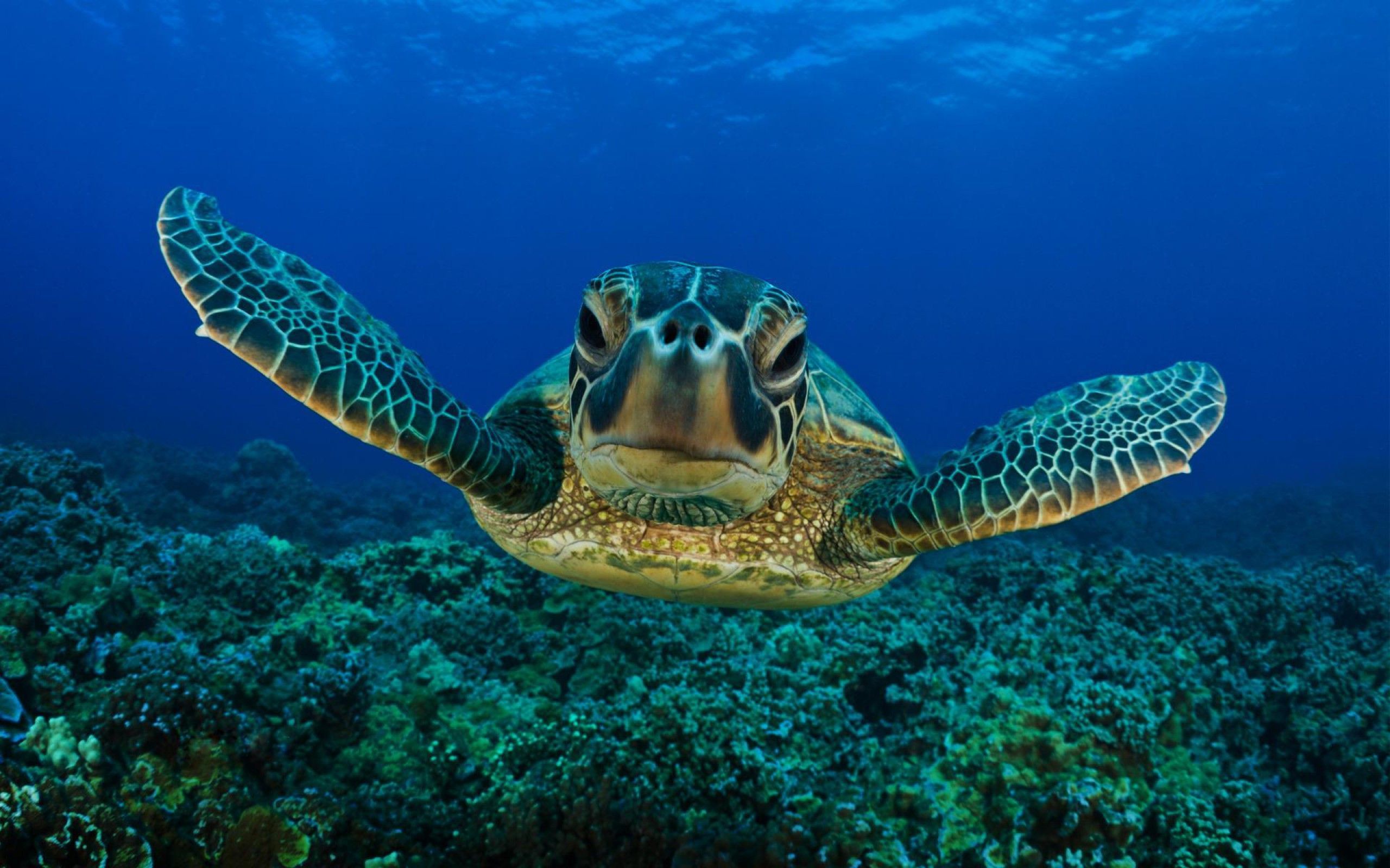 Sea Turtle (id: 158715) – BUZZERG