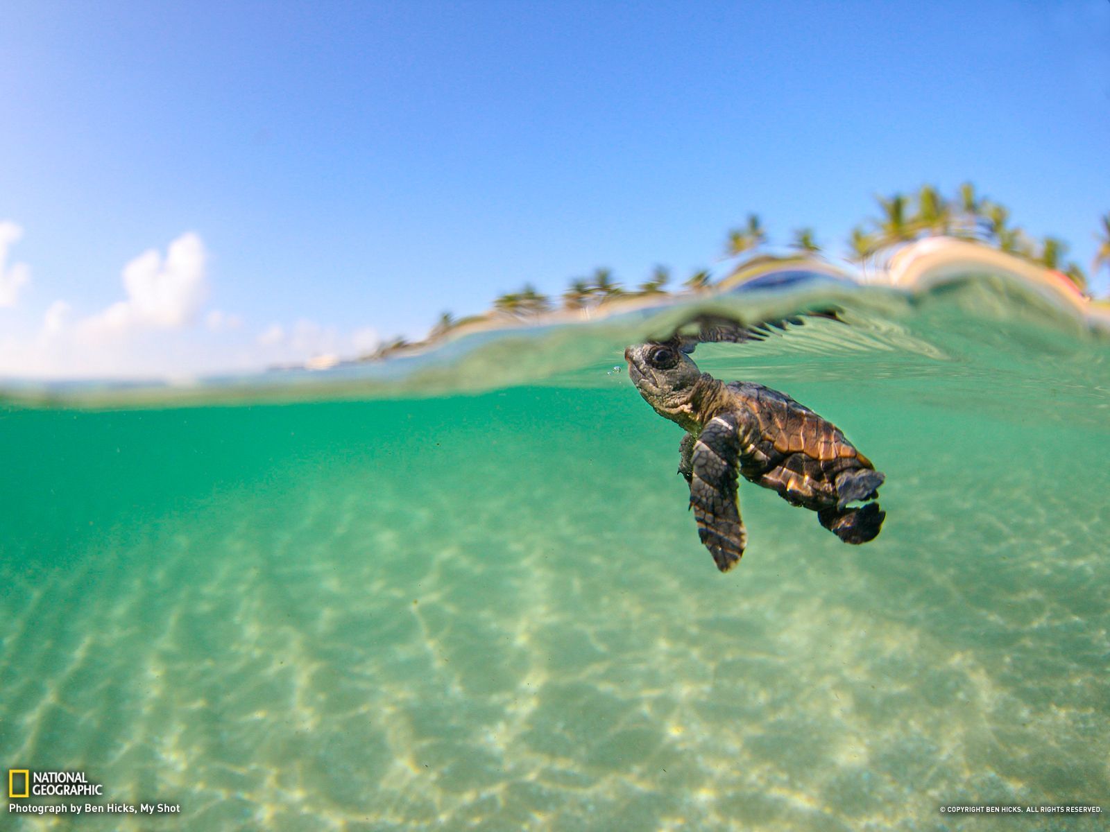 Sea Turtle Picture -- Animal Wallpaper -- National Geographic ...