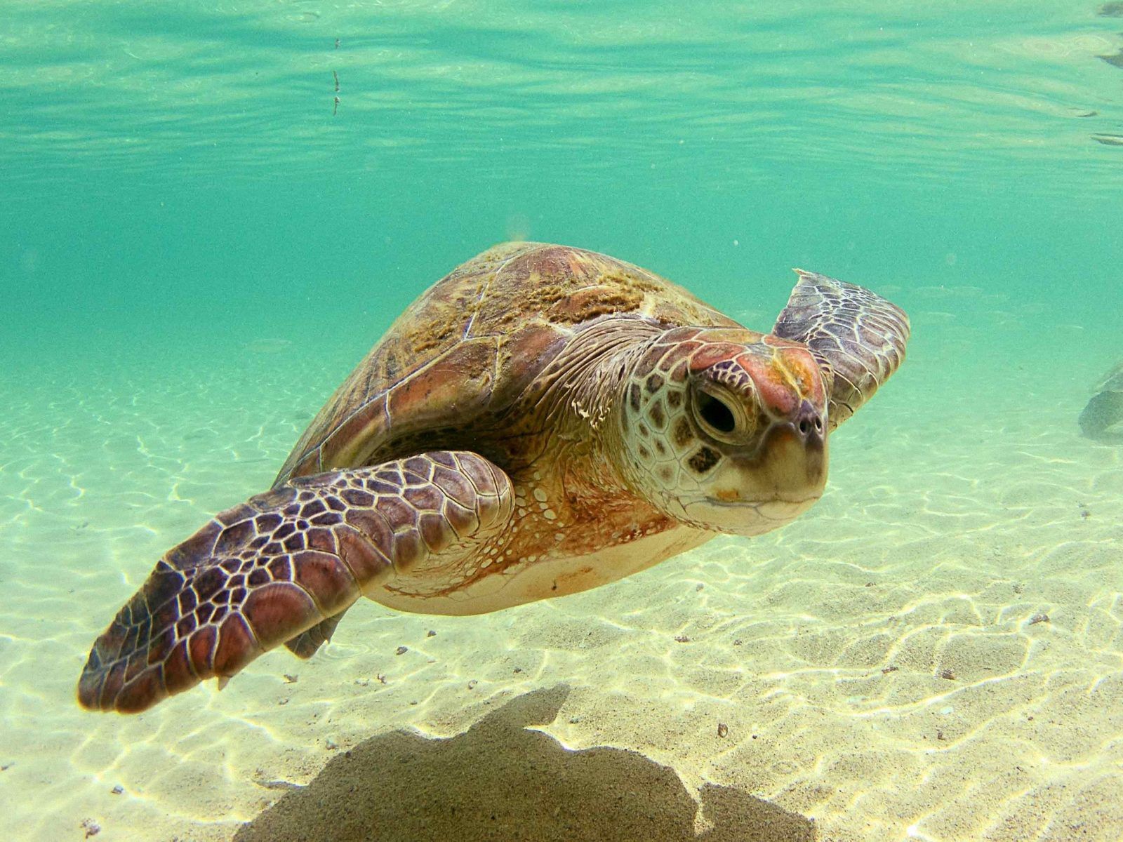 Sea Turtles Backgrounds