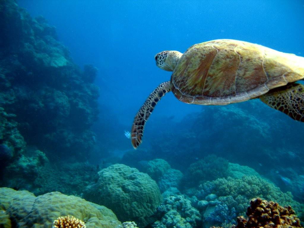 Animals sea turtle wallpaper - High Quality and other