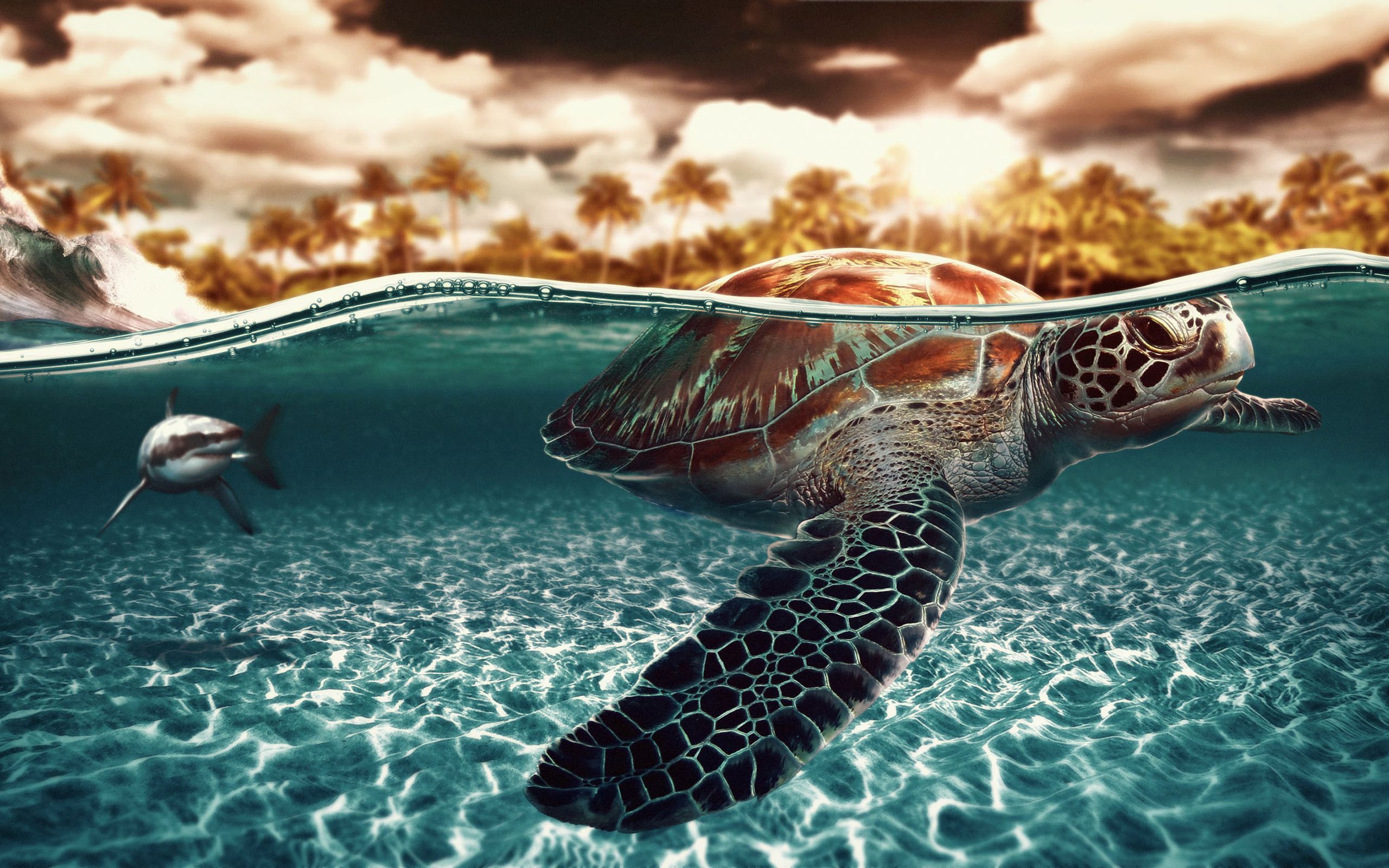 Sea turtle wallpaper 2560x1600 6079 WallpaperUP