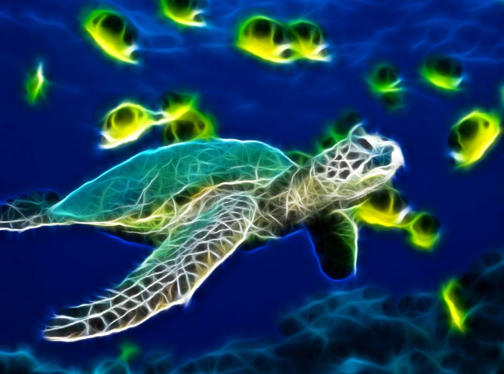 Gallery for - desktop wallpaper sea turtle