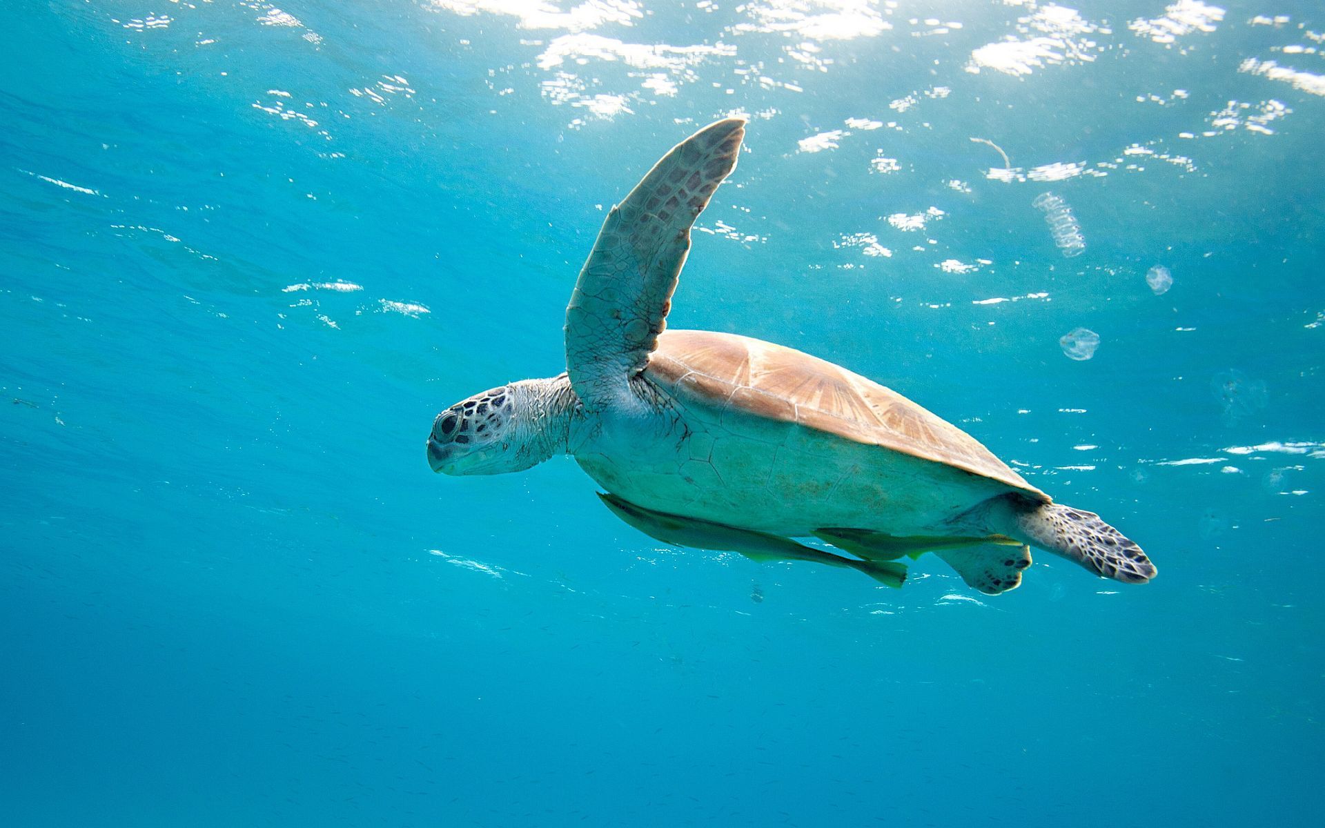Sea turtle Wallpapers Pictures
