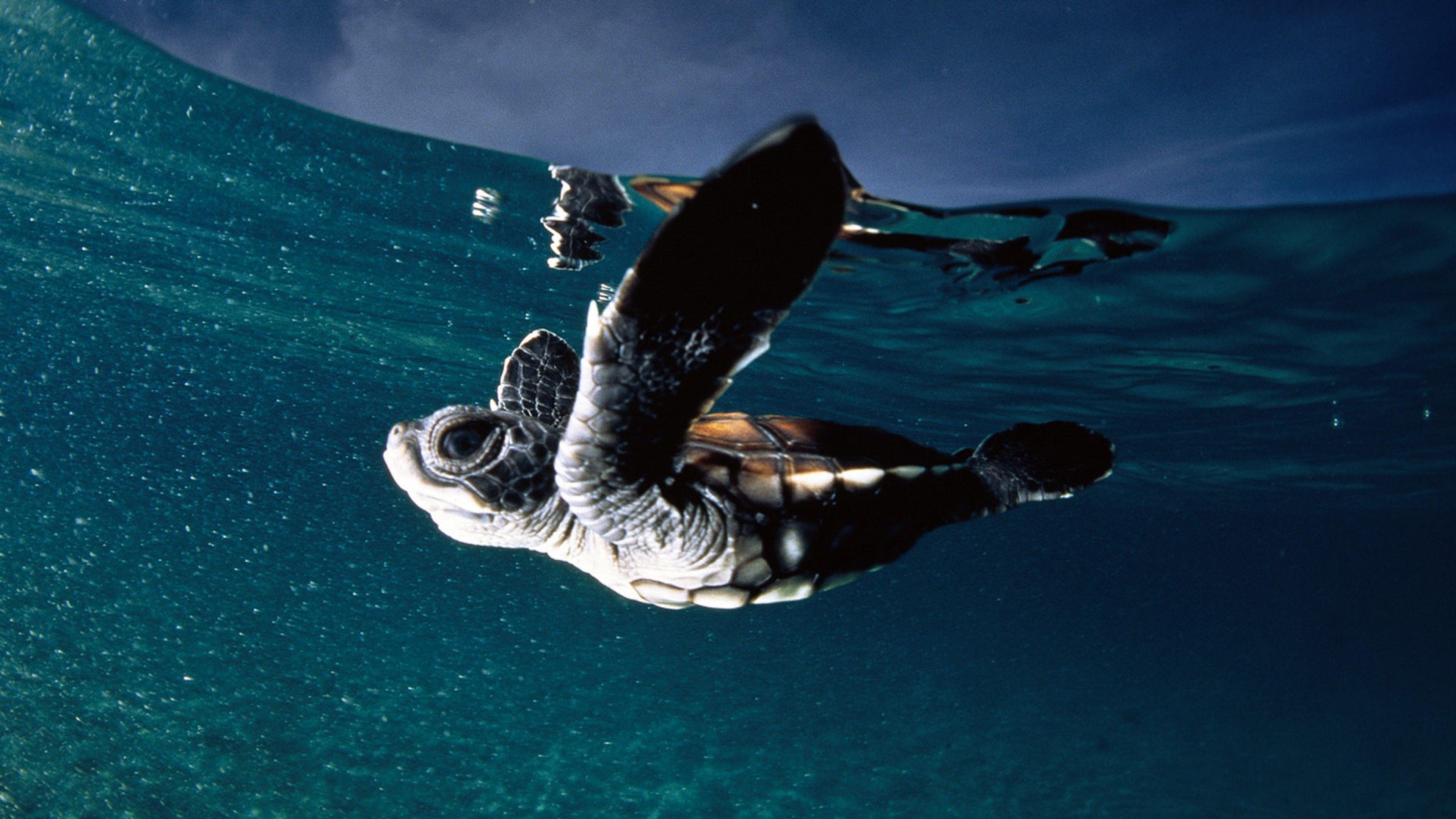 Download Wallpaper 3840x2160 Turtle, Sea, Swim, Underwater 4K