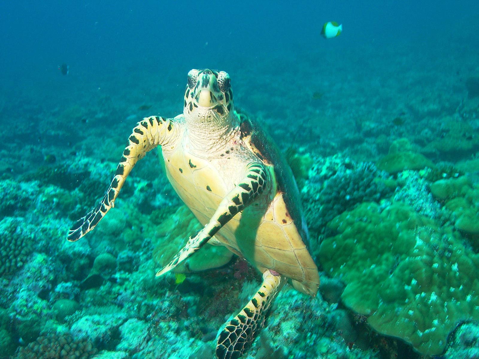 Sea Turtle Wallpapers - Animals Town
