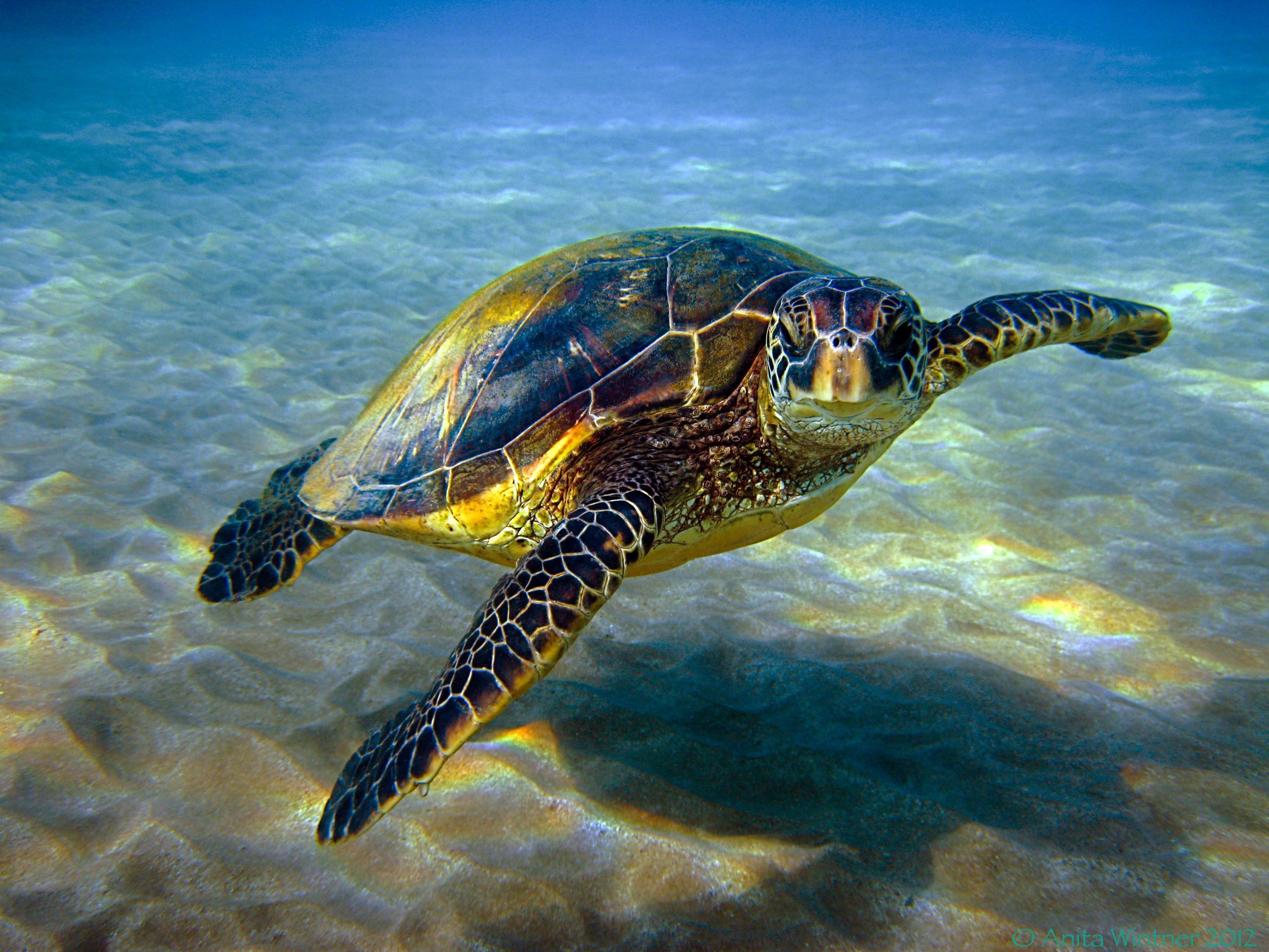 Hawksbill Sea Turtle Wallpaper