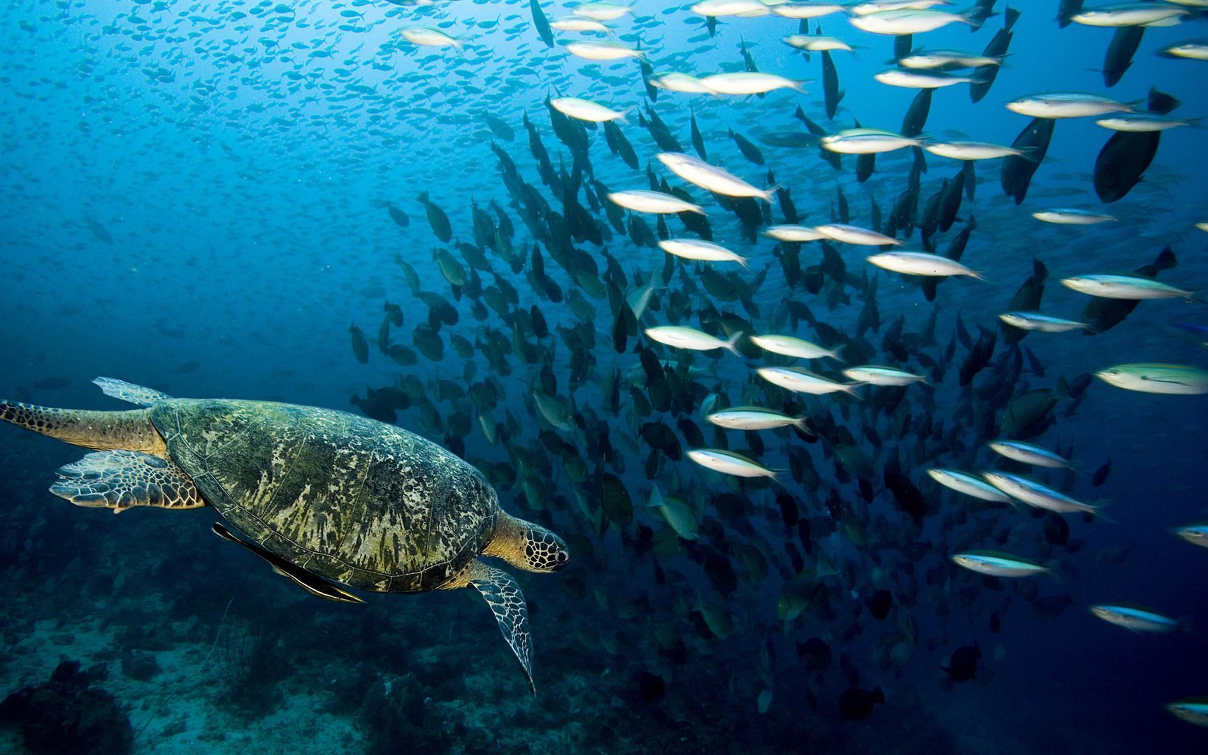 Sea turtle and fish wallpaper - Free Wide HD Wallpaper