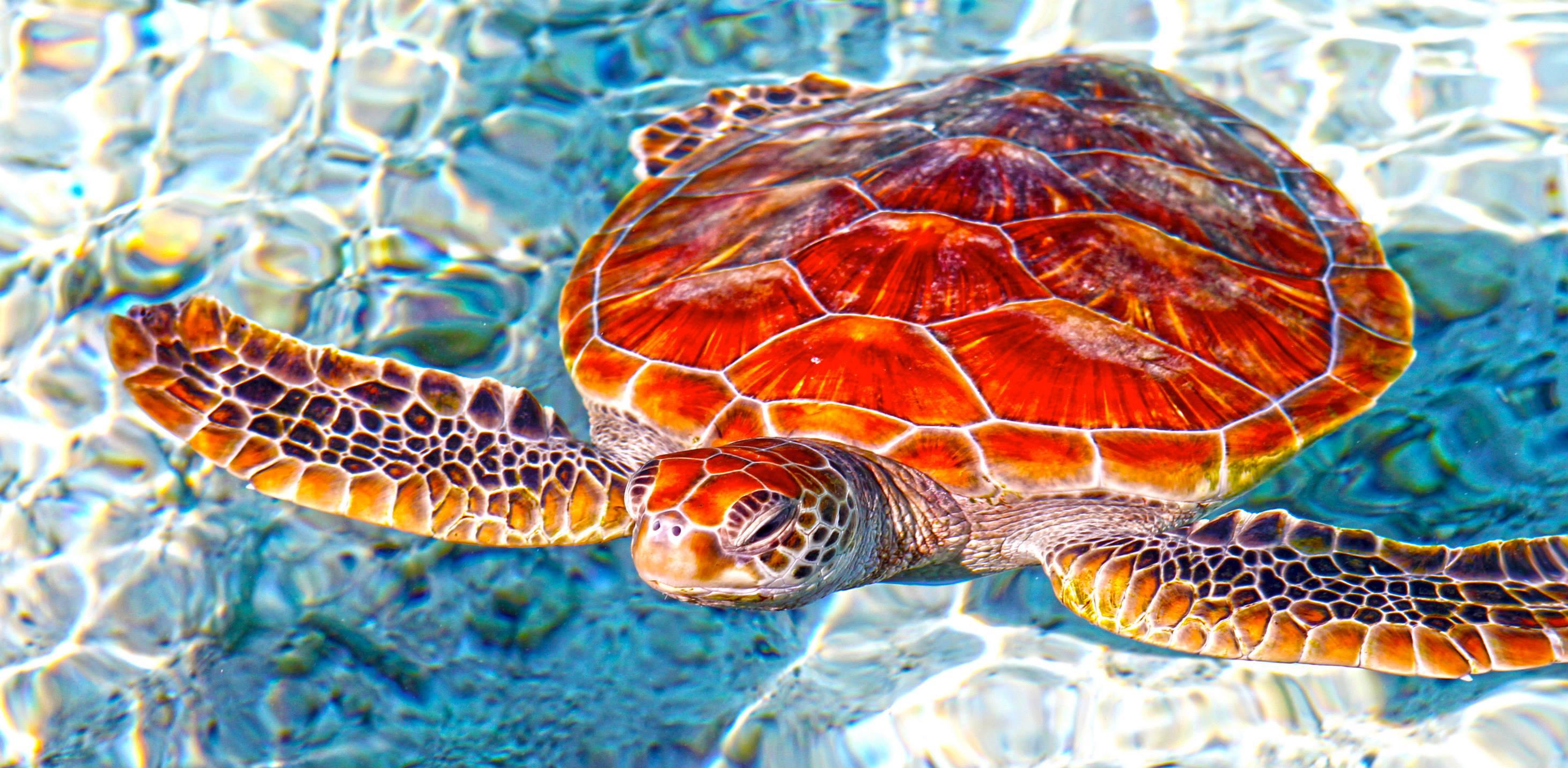 Sea turtle in blue lagoon bora bora tahiti french polynesia honu ...