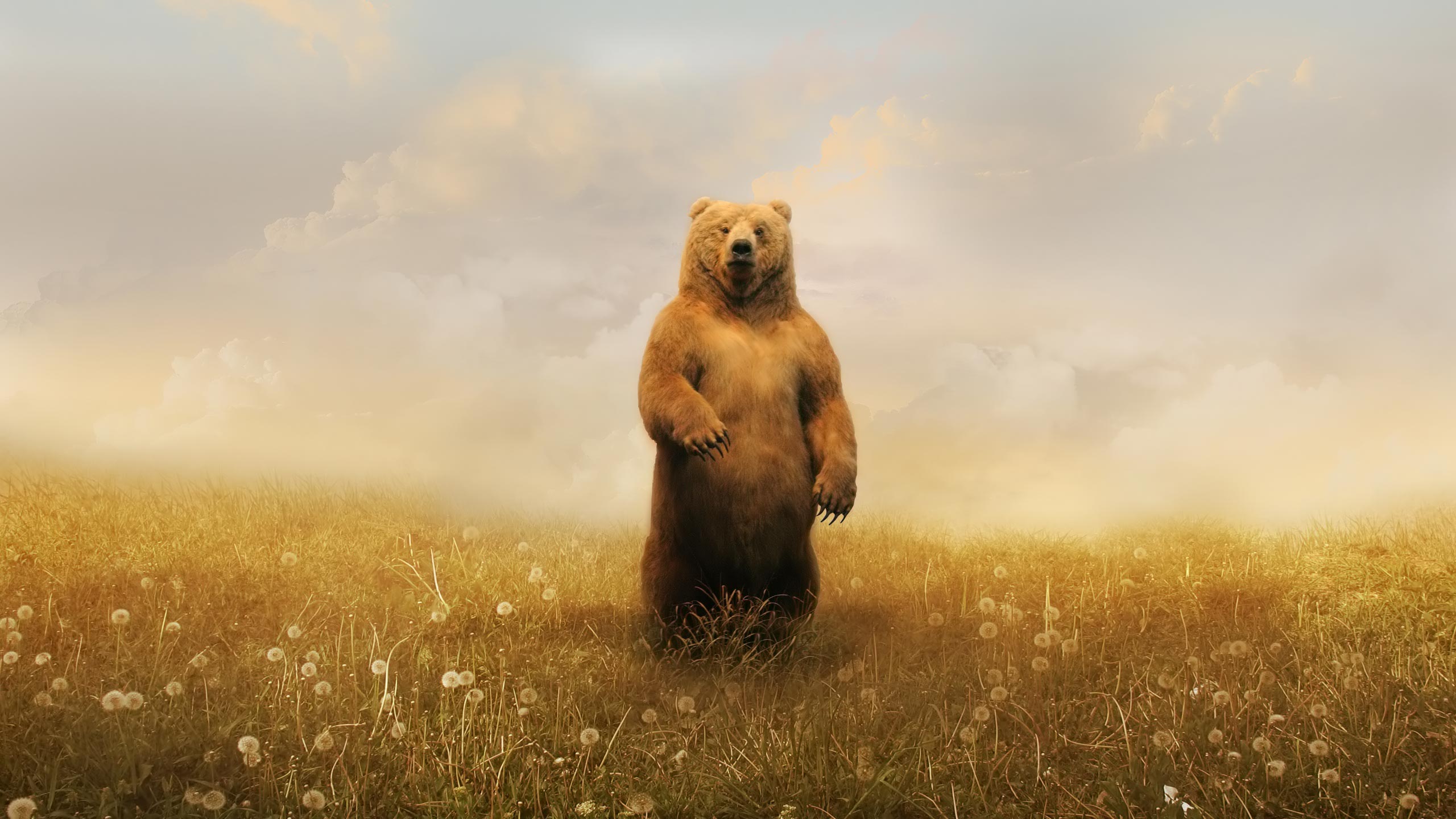 Spring bear pc background | Free Background