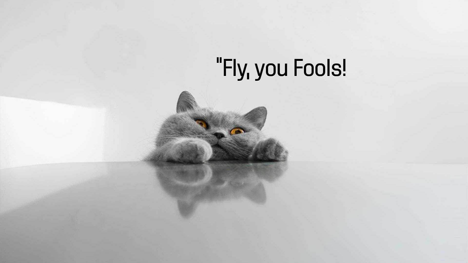 Funny Cat Quotes With Pictures - Desktop Backgrounds