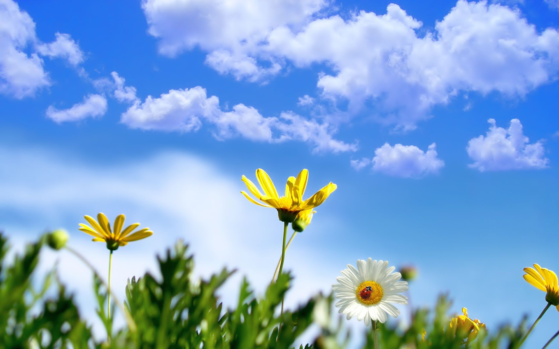 Sunny Springtime Wallpapers HD Backgrounds