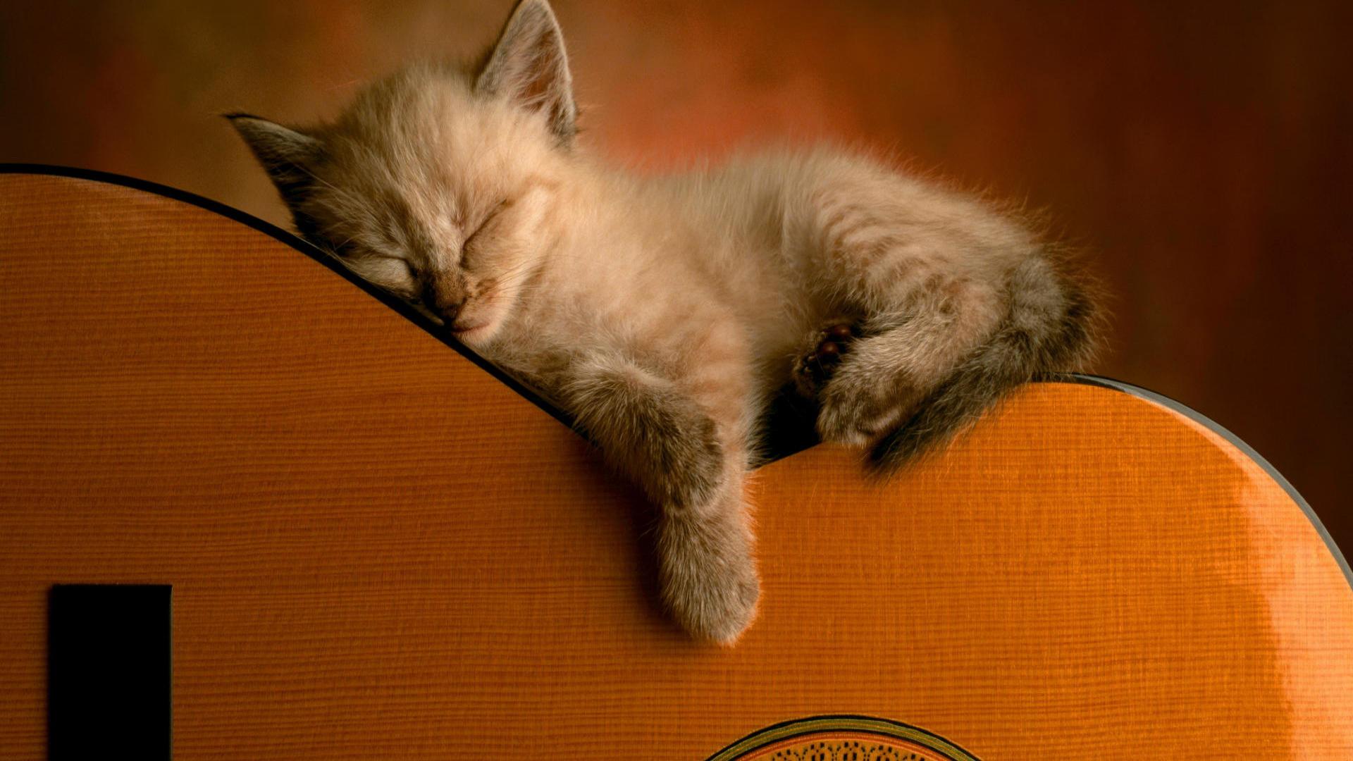 Little Cat Sleep On Guitar Backgrounds Widescreen and HD ...