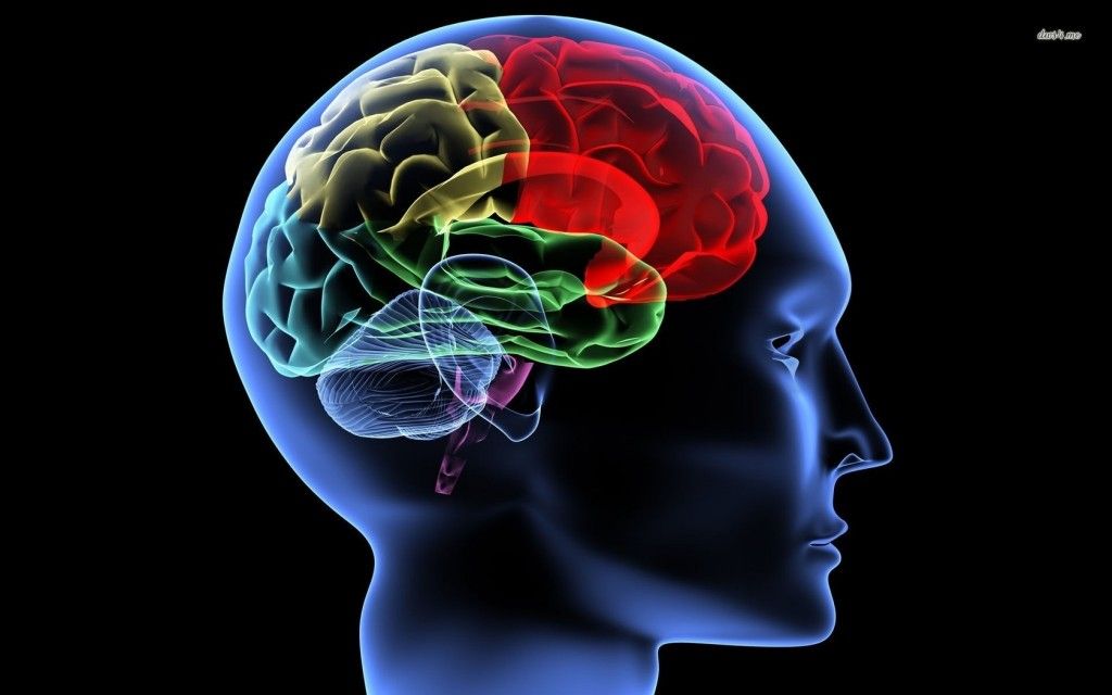 6 brain wallpaper pictures in Brain - Biological Science Picture