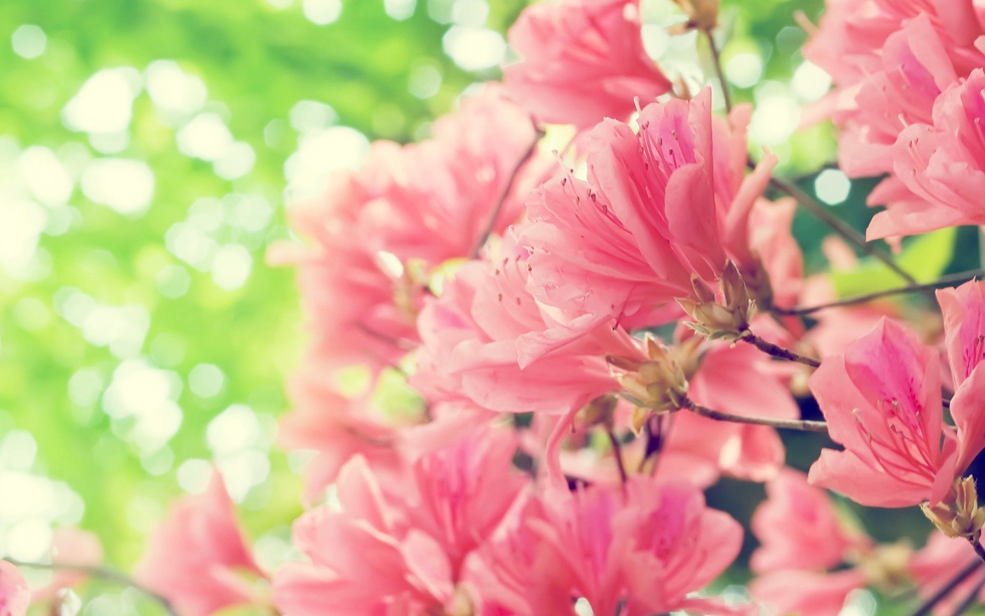 HD Elegant Flower photography : Dreamy Sweet Wildflowers ...