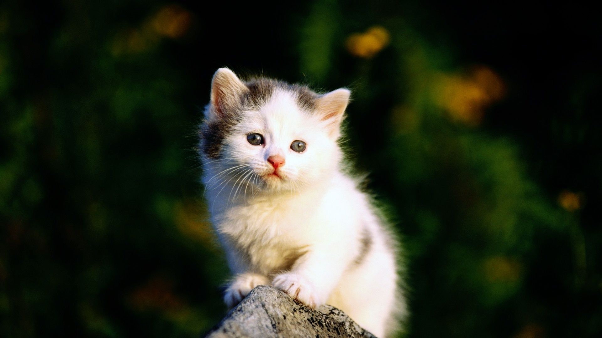 Sweet Cat HD Wallpapers – Daily Backgrounds in HD